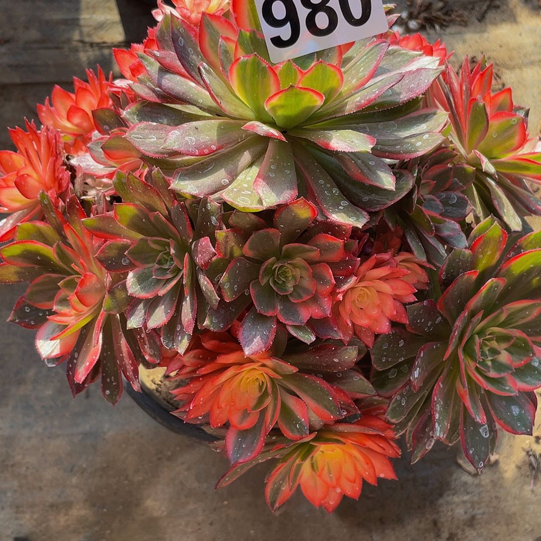 新***雅多肉法师980号黑膜锦发货不包损