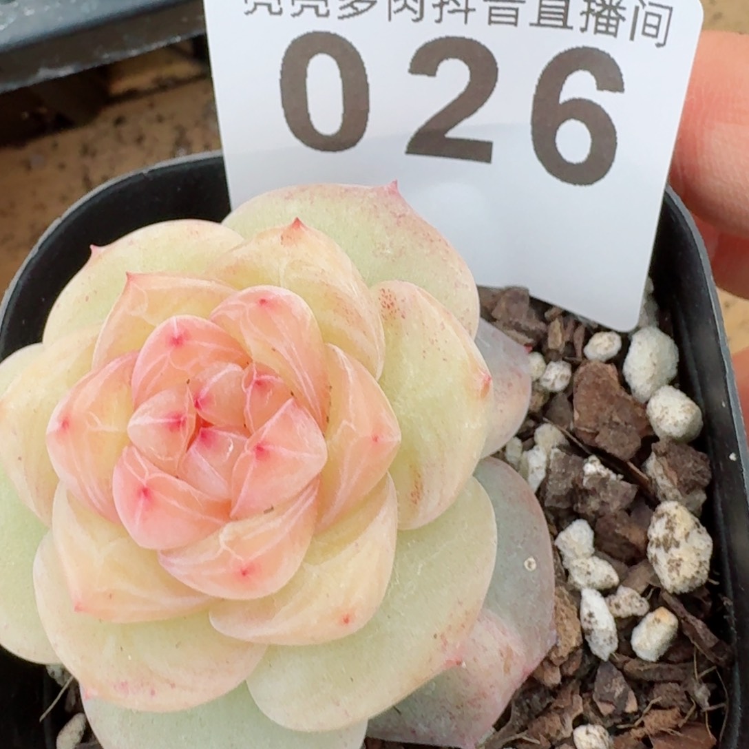 冰淇淋         精品多肉