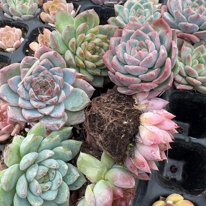 2-15容易出纹路珍妮二十颗量拍左六