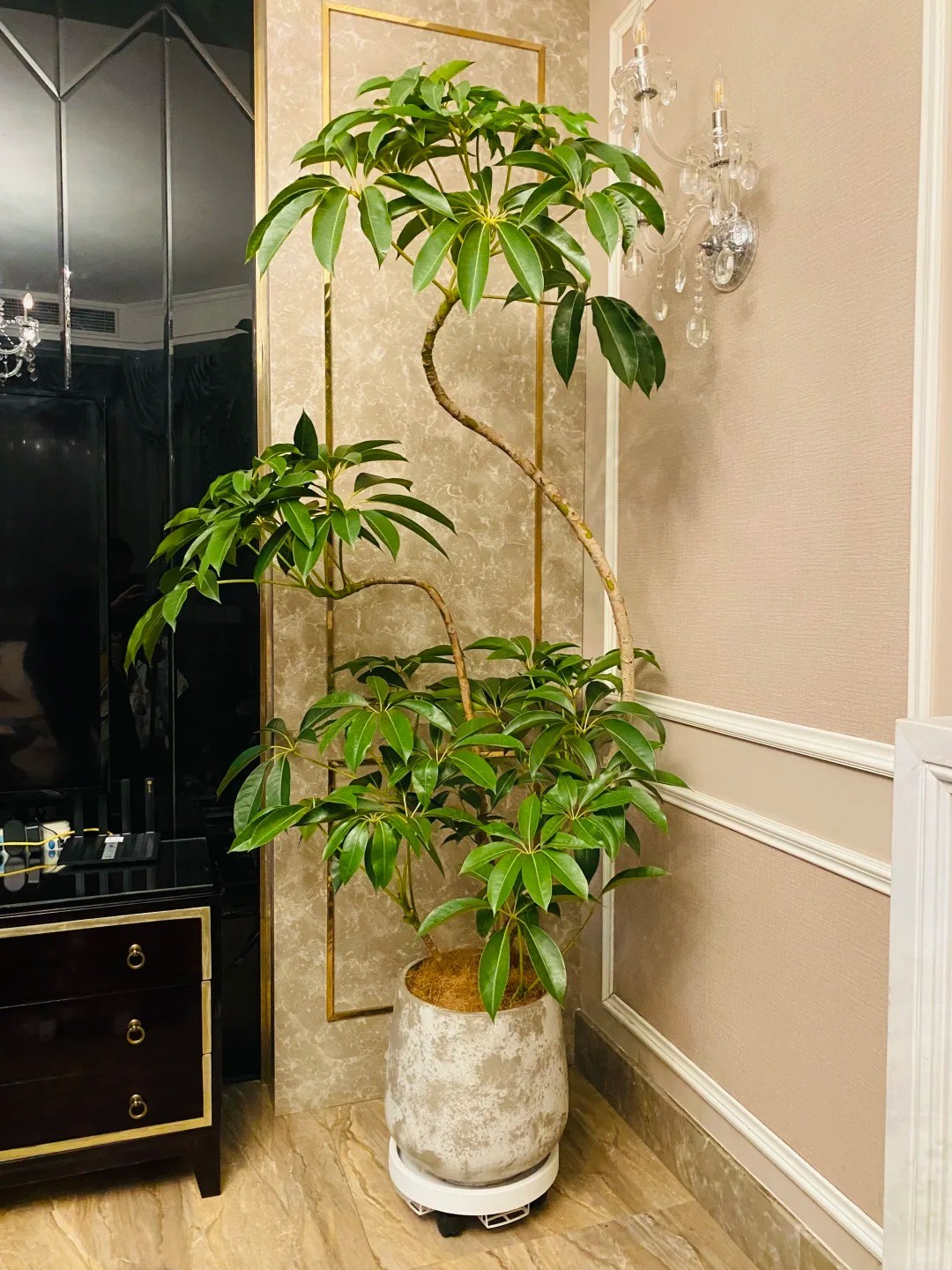 保罗大叶伞大型室内落地绿植耐阴好养盆栽客厅办公室净化空气植物