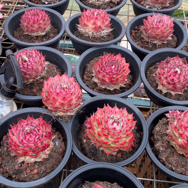 粉透体托斯卡内利多肉植物两单包邮