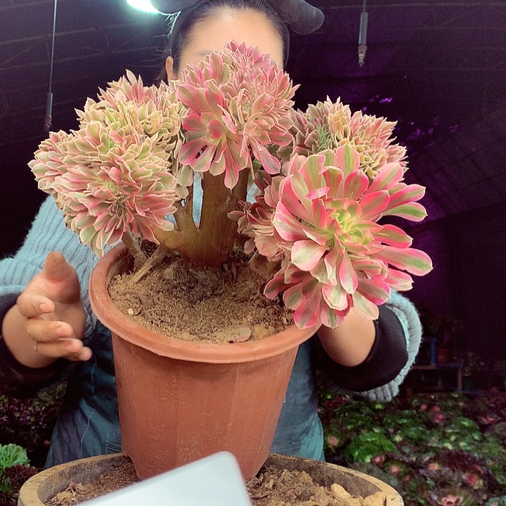 柒柒精品多肉脱土发货不包断侧枝S162