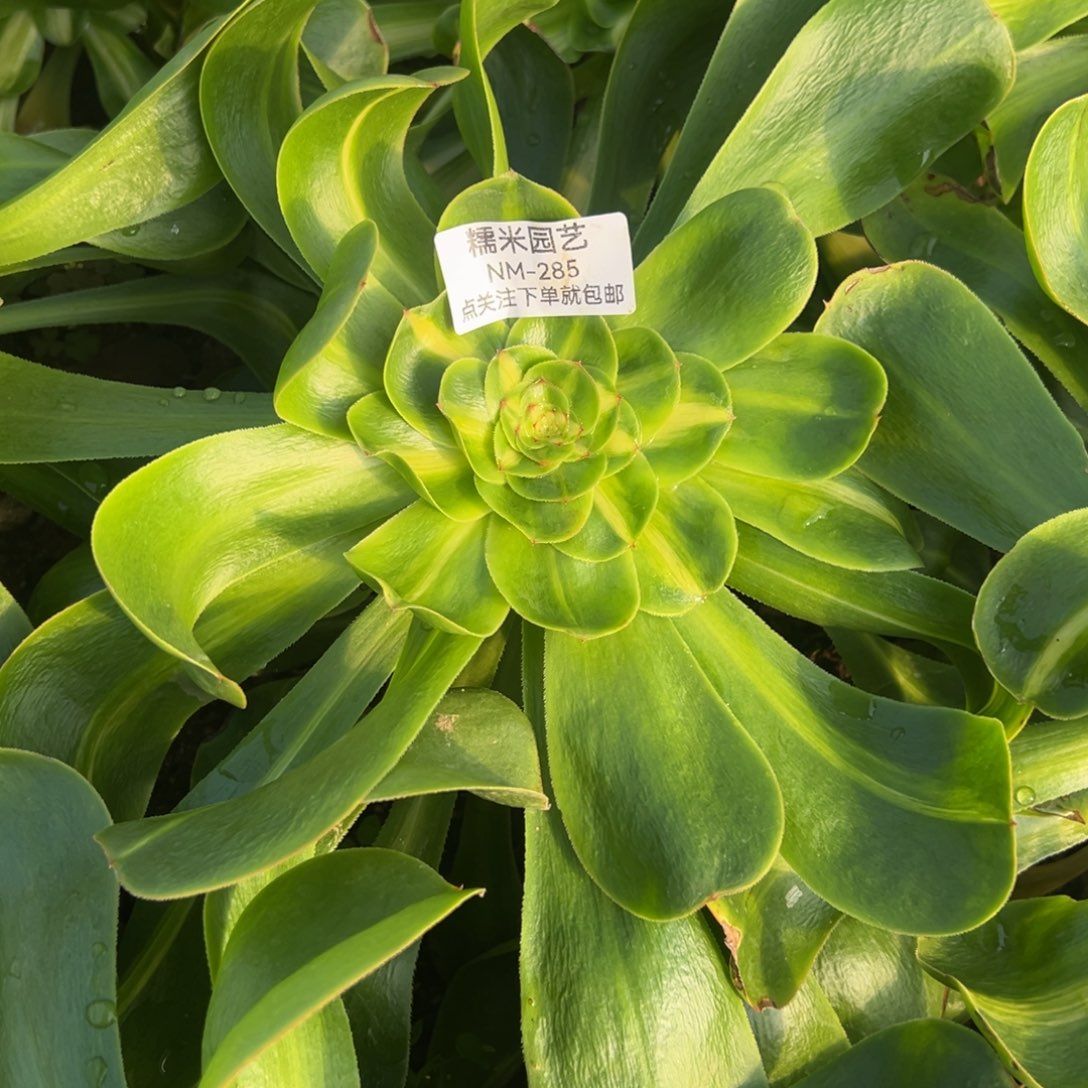 暴君多肉植物285