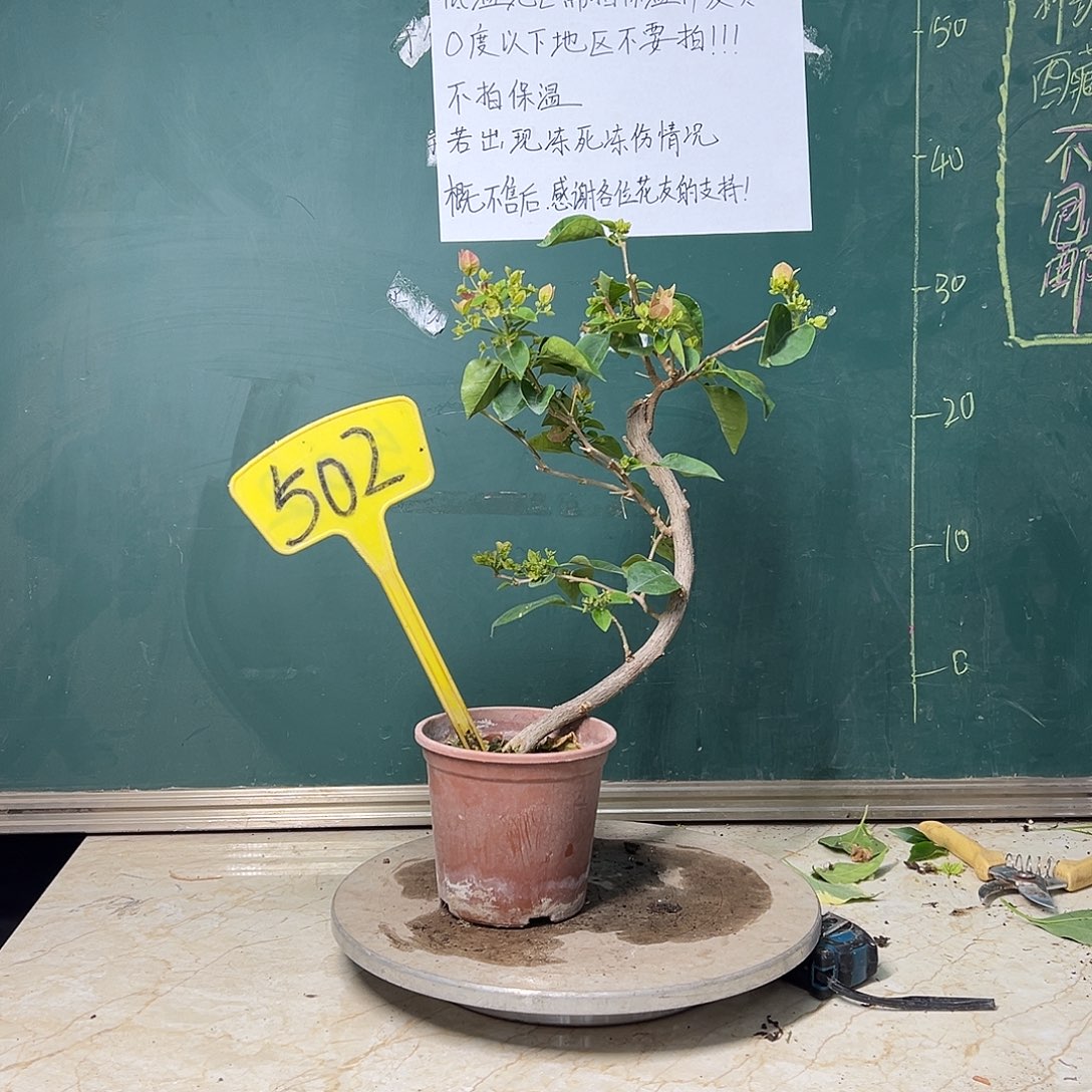 完全开放造型 绿叶五宝 502