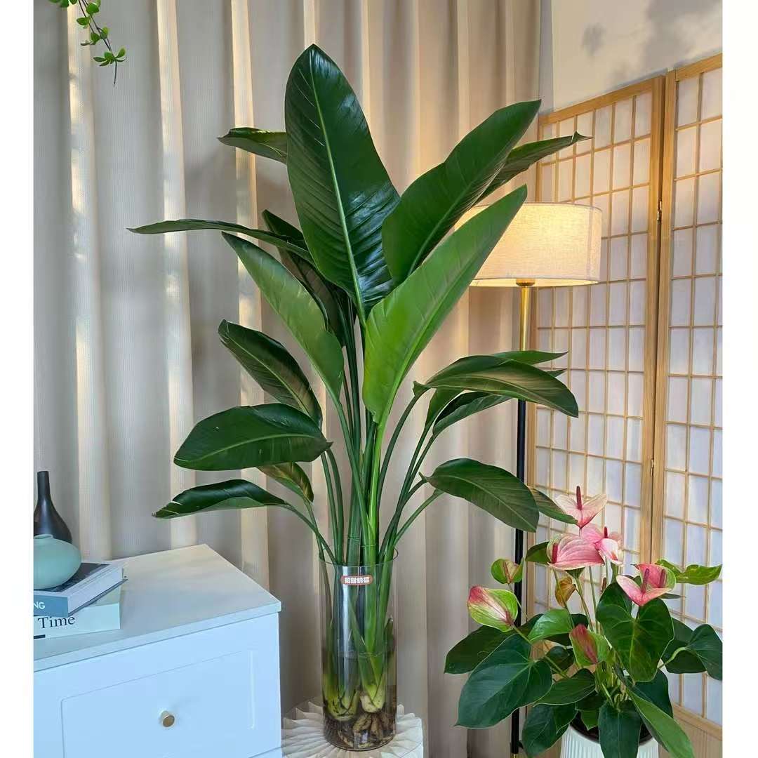 三株天堂鸟1-1.2米水培好养室内客厅净化空气夏季大气办公室绿植