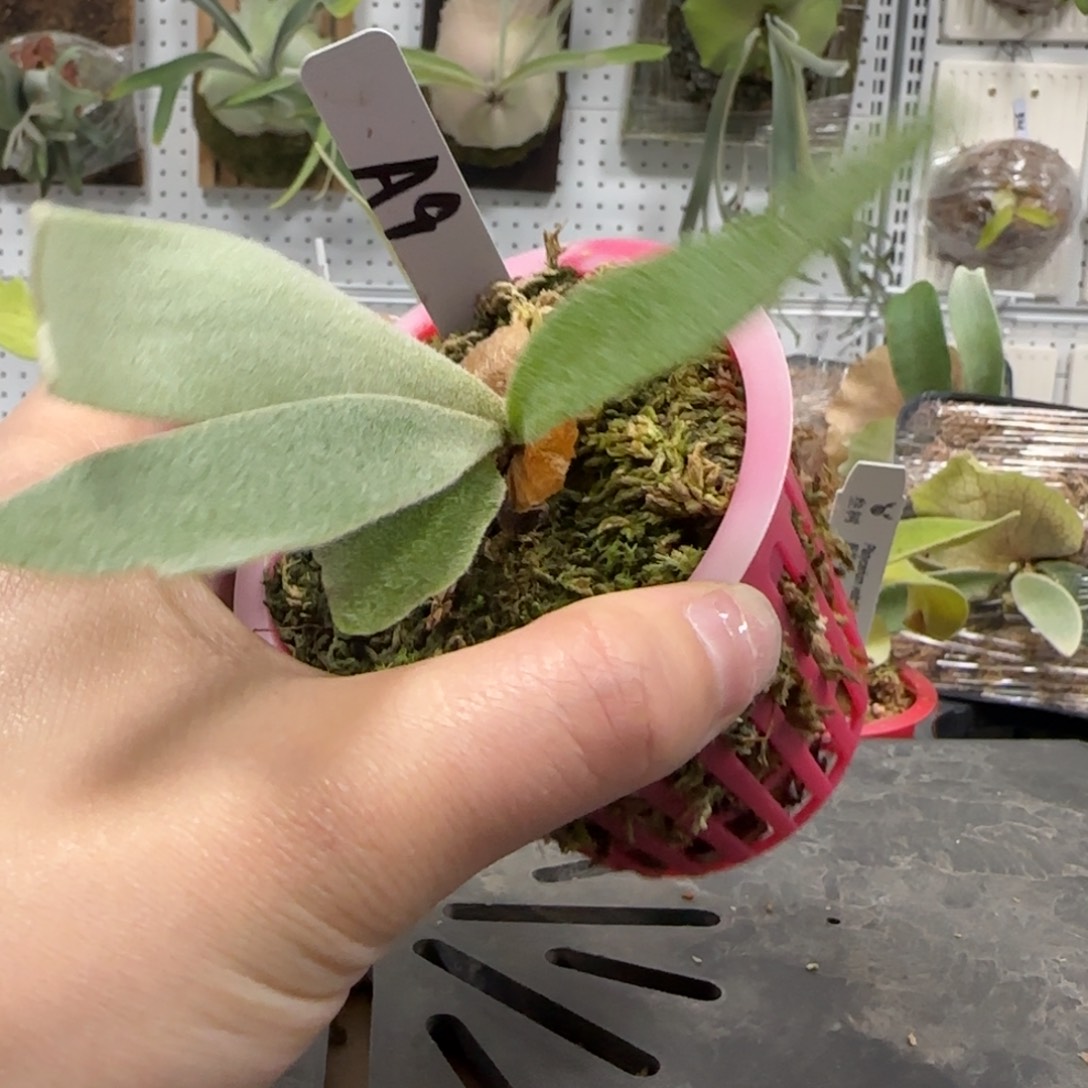 a9鹿角蕨孢子苗喔