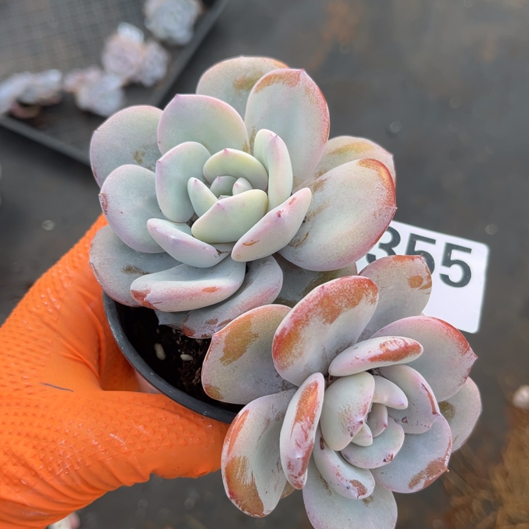 355号新疆西藏内蒙古不包邮