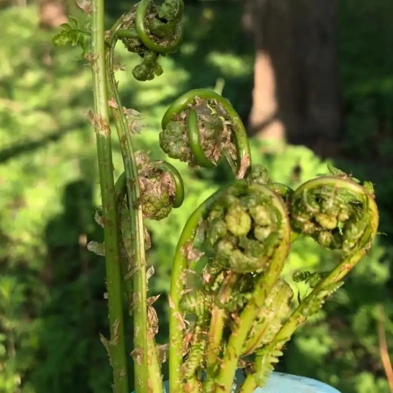 新鲜山菜，猴腿，勾勾菜 腌制顺丰发货