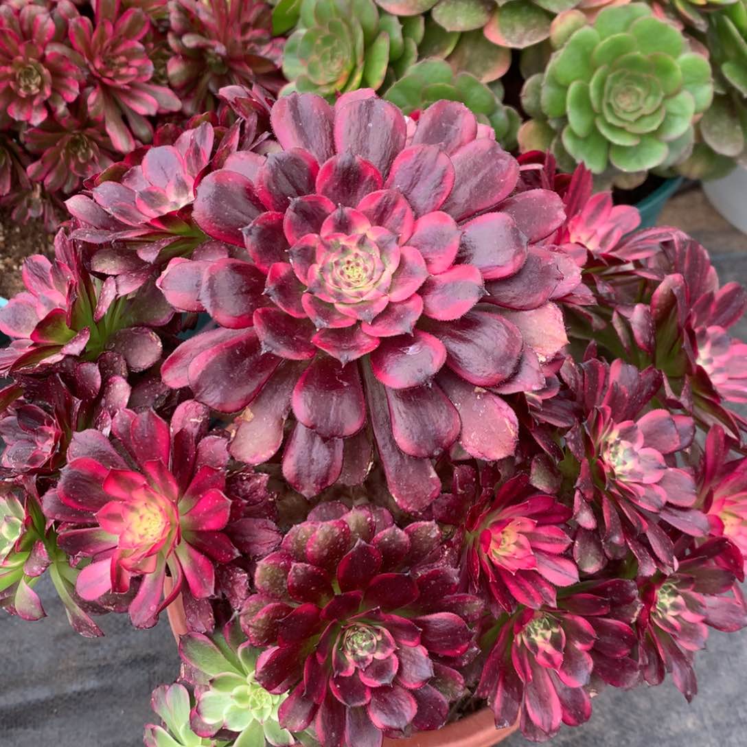 云姬35.8福利炸手捧手捧