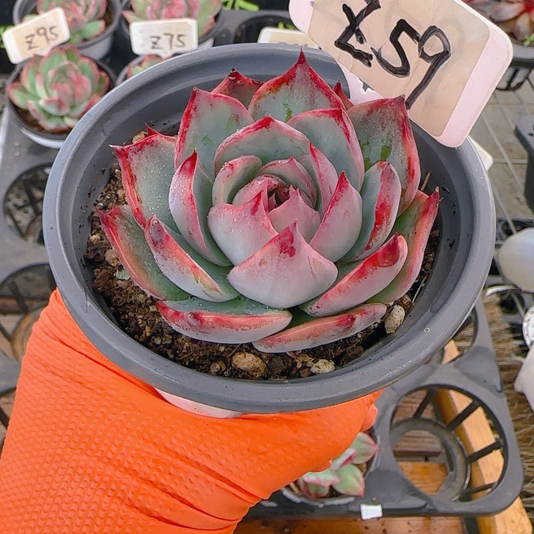 吉*娃Z59 惊鸿多肉植物