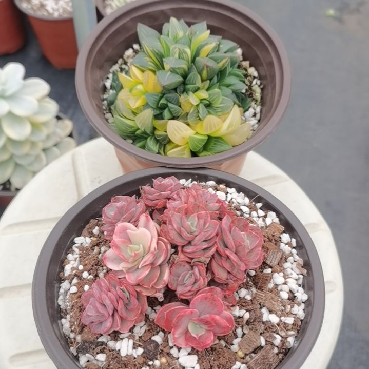 姬寿锦+小叶秀妍锦