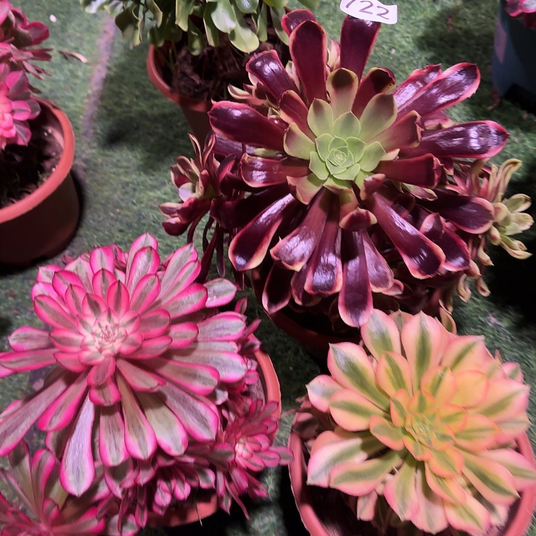 多肉植物福利3棵722欧嘉莉白月光维纳