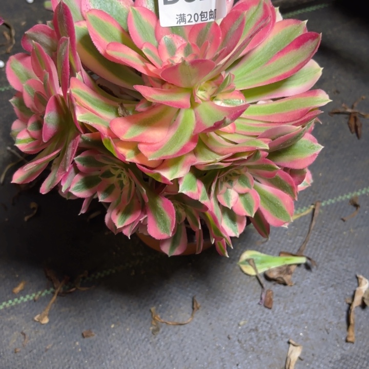 一物一拍，328粉女巫