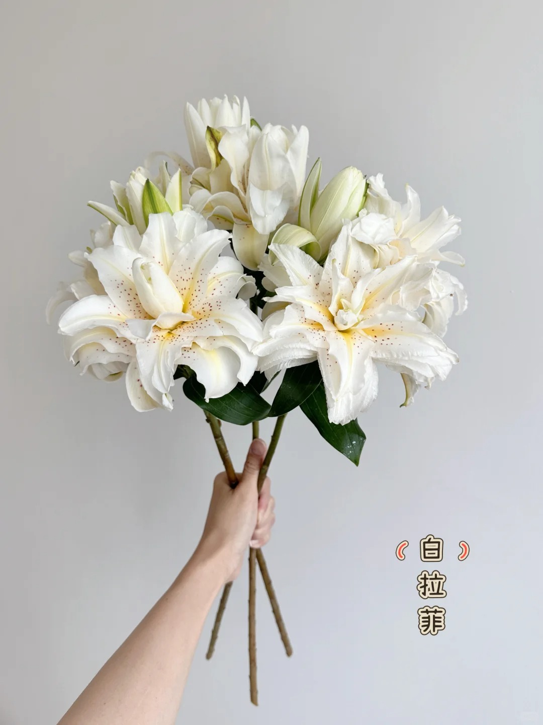 （曼曼）白拉菲重瓣百合5支（10-15个花苞) 20%不售后  2单包邮