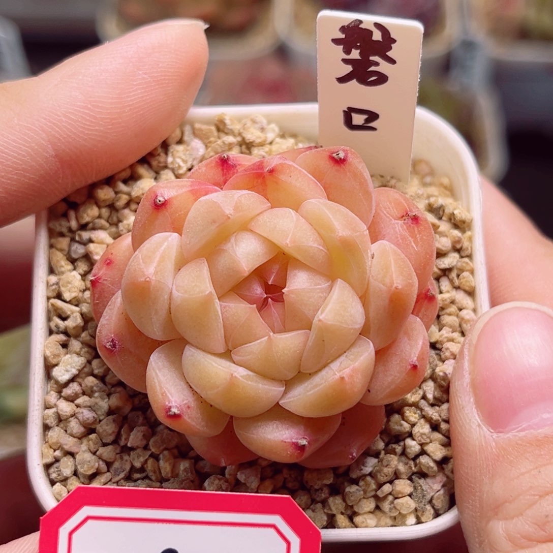 A905一物一拍 磐口