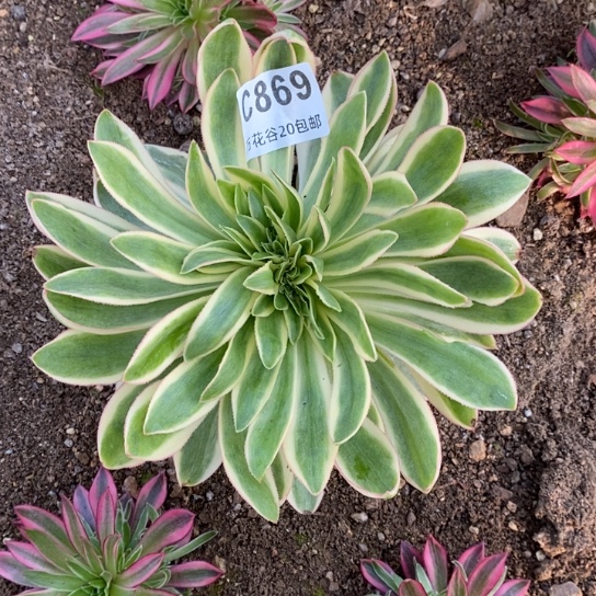 869青莲缀多肉植物