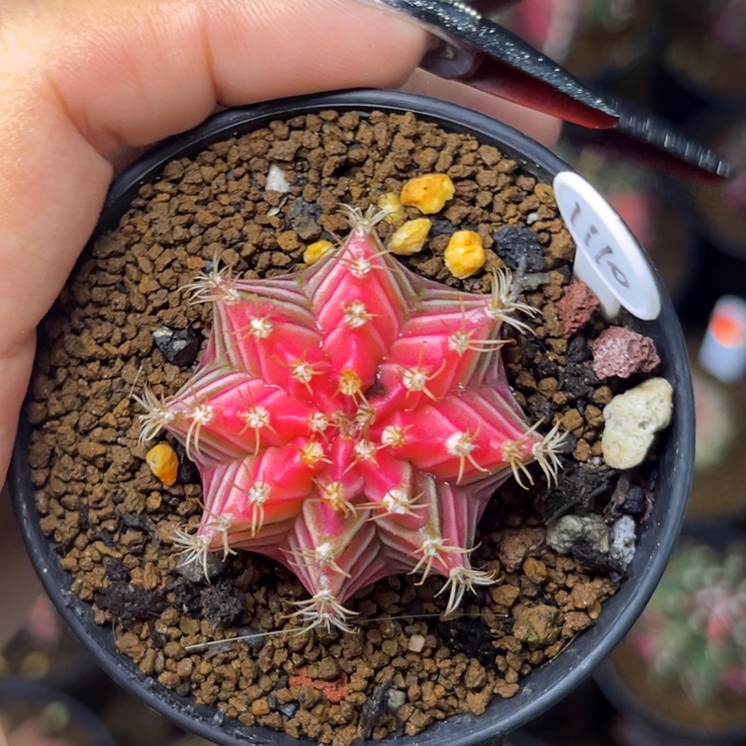 1110 水晶米哈 带盆土发货