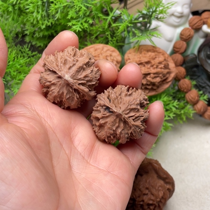 秦岭野生灯笼33尺寸