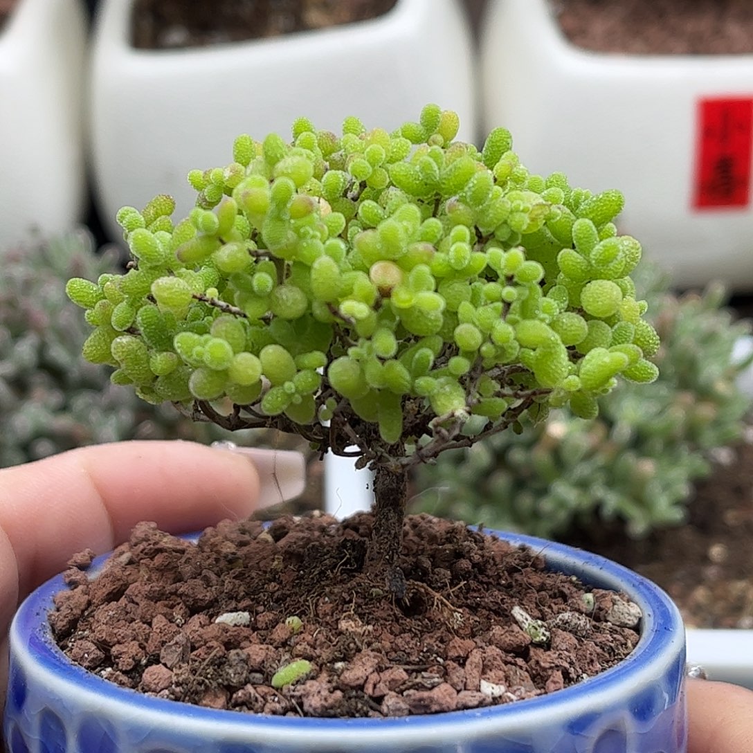 007蜜桔带盆优选枝干