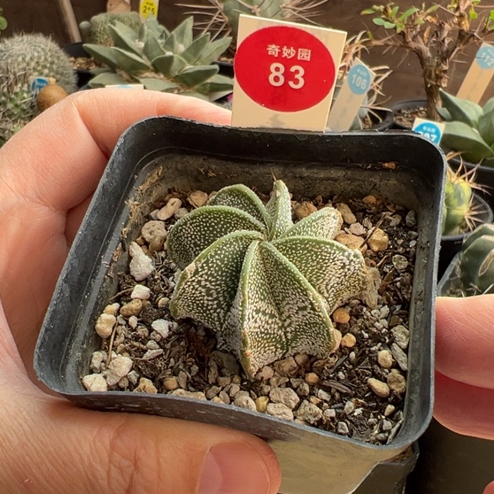 银沙大凤玉一棵仙人球