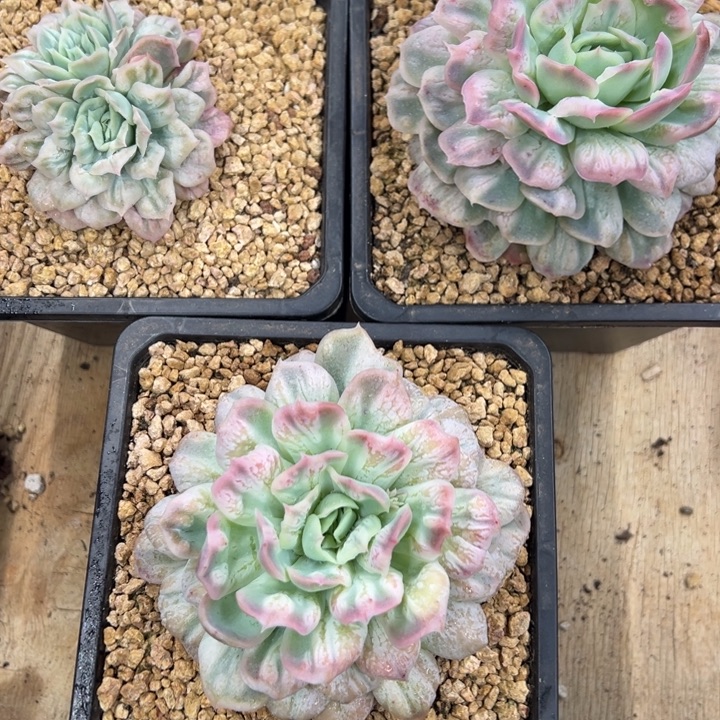 泡泡纱裙三颗一起的