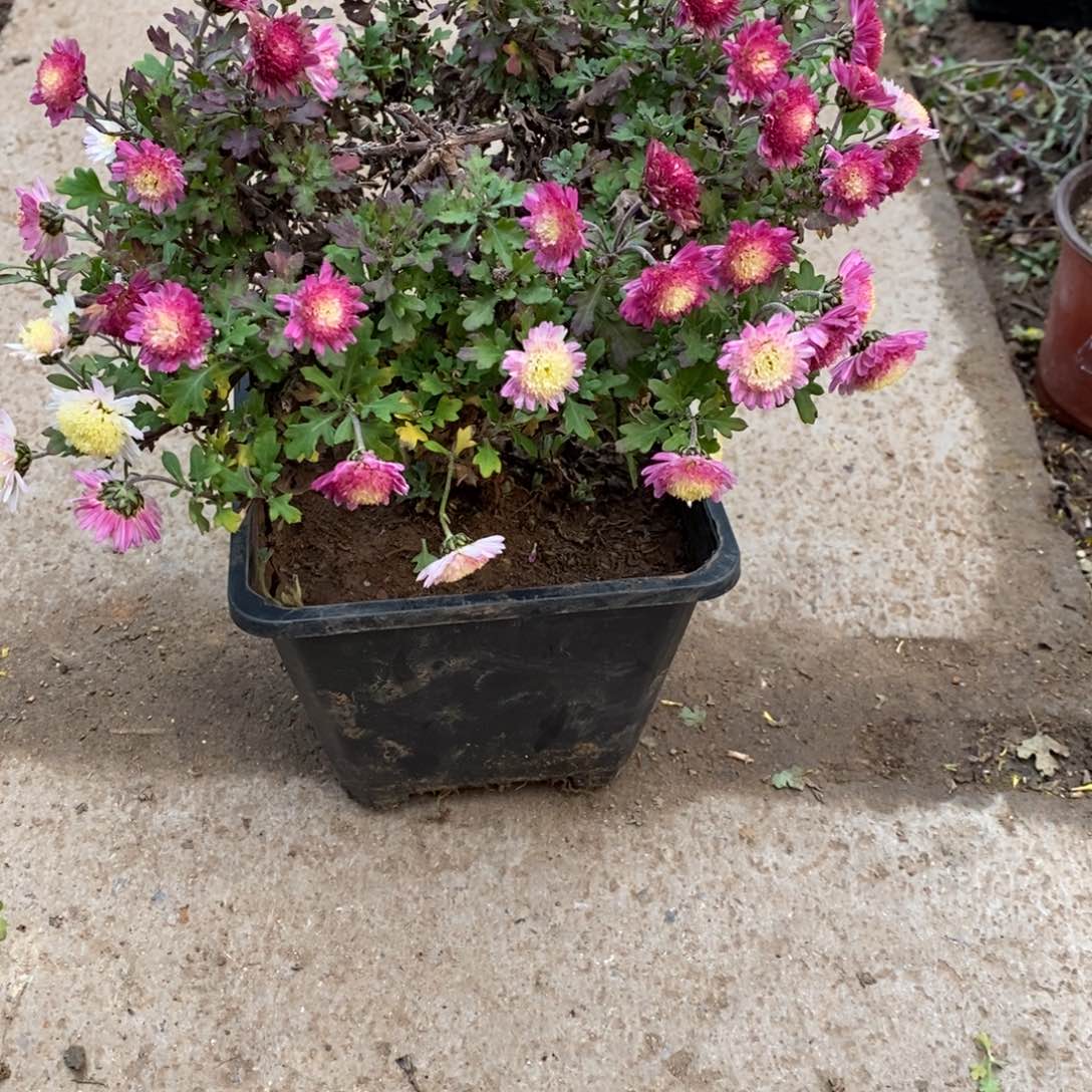 简***单无花朵盆景盆景40