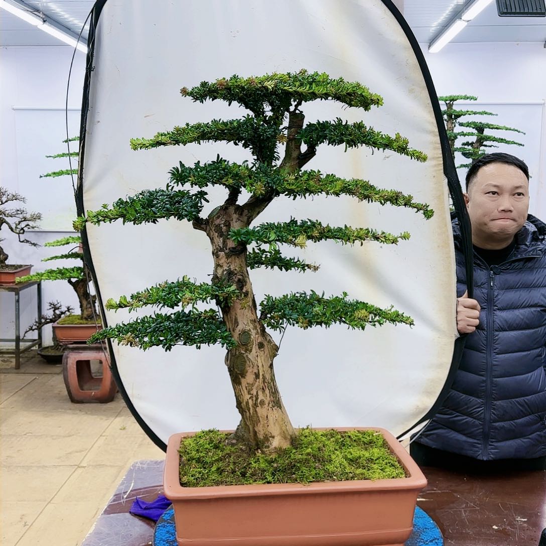 盆景欢迎大家一起来捡漏