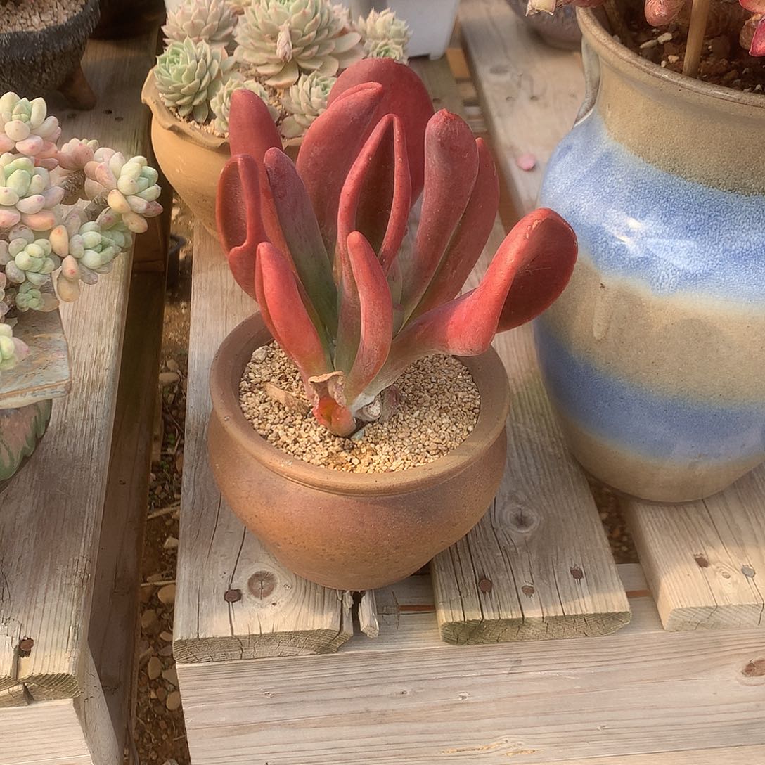 蓝***1火狐狸多肉植物脱土