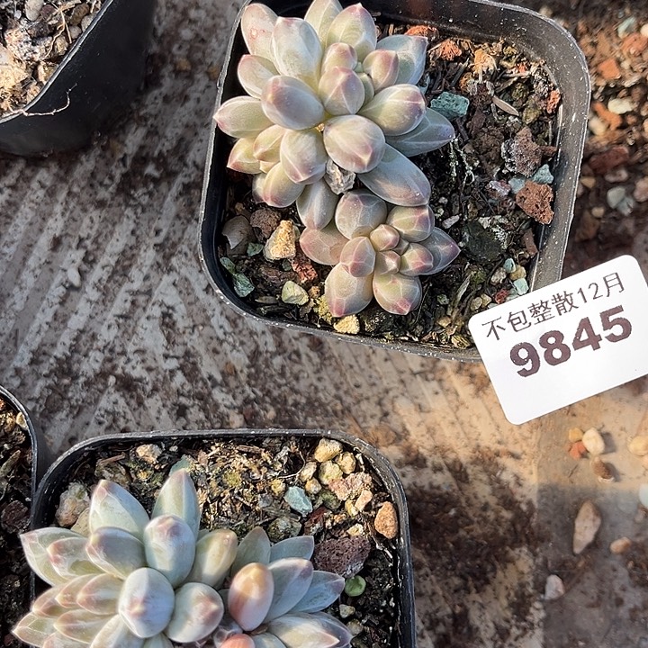 阿雅园艺。       9855伊卡鲁斯