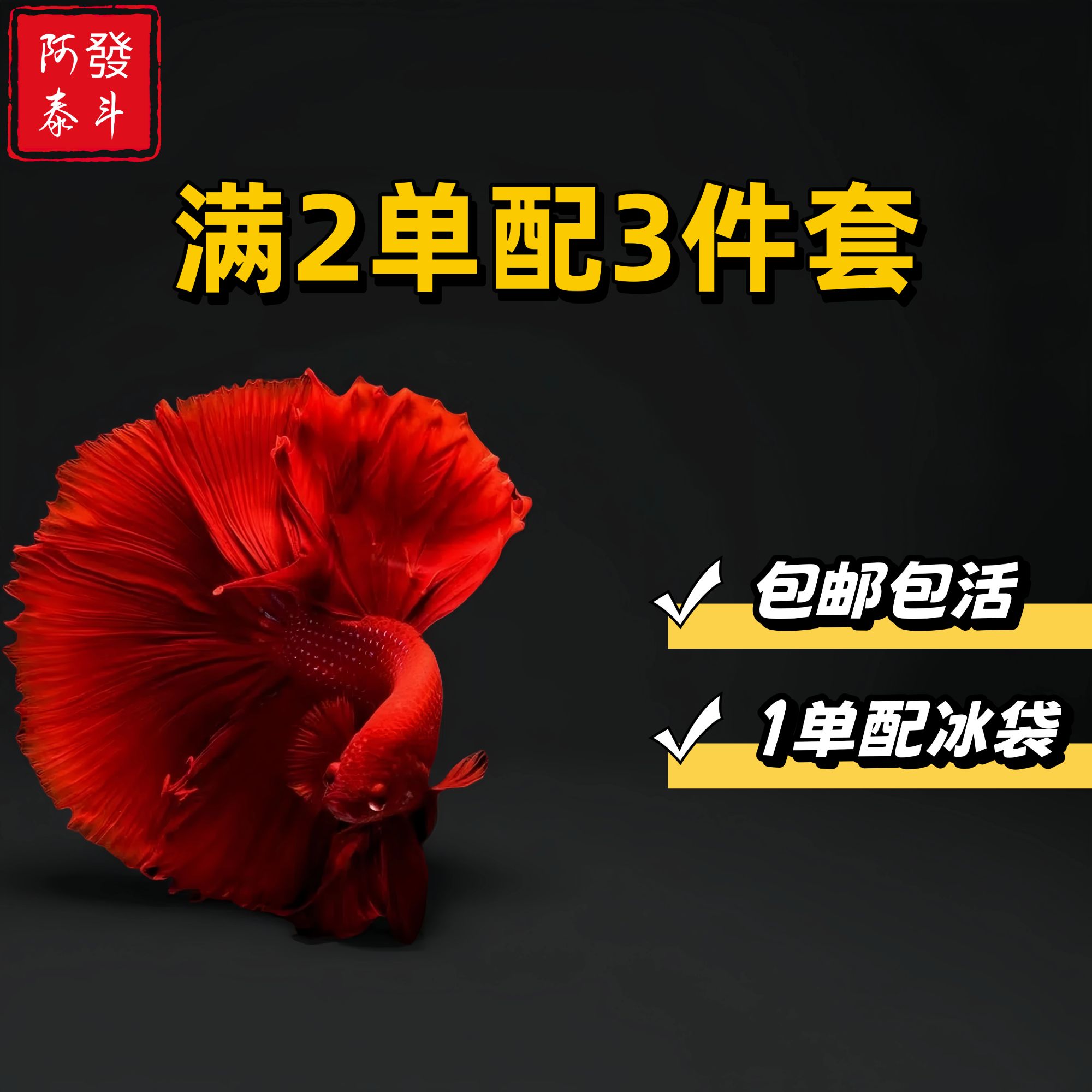 B27精品泰国小型热带淡水观赏斗鱼好养耐活包邮包活不包损