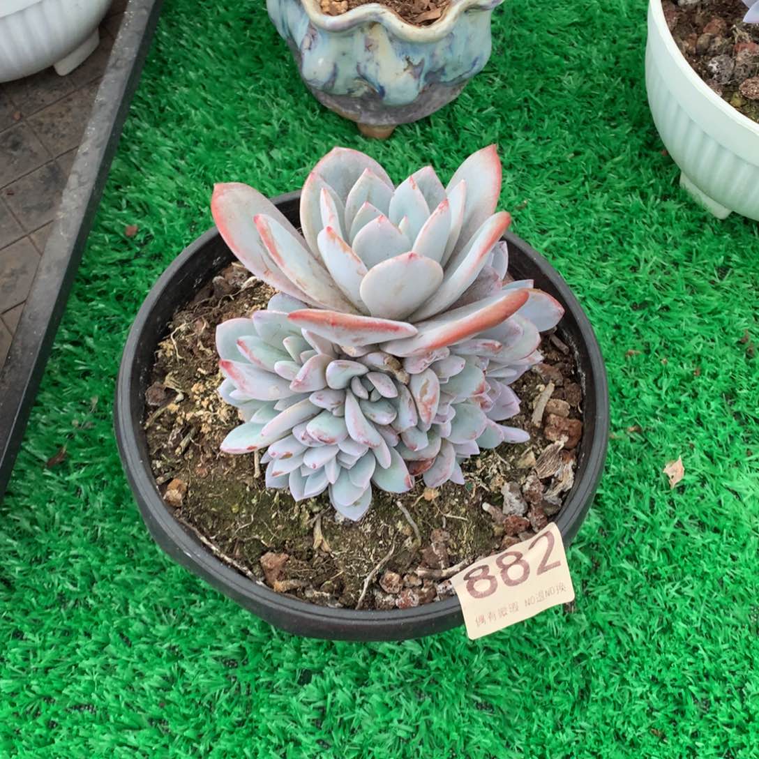 882奶茶多肉植物！！！！