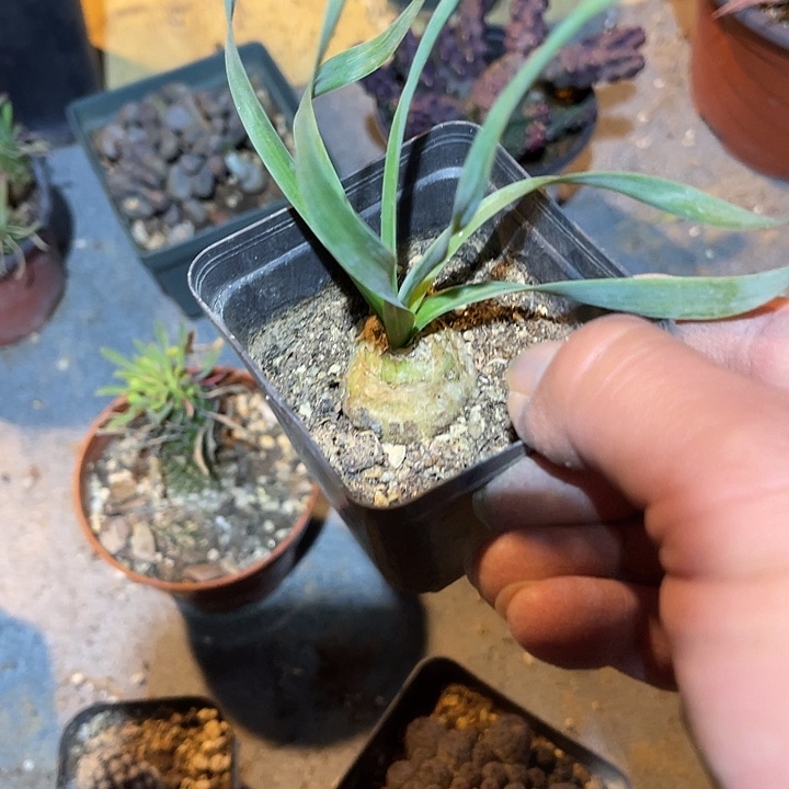 满38包邮2天凑单，脱土晾根发货多肉植物