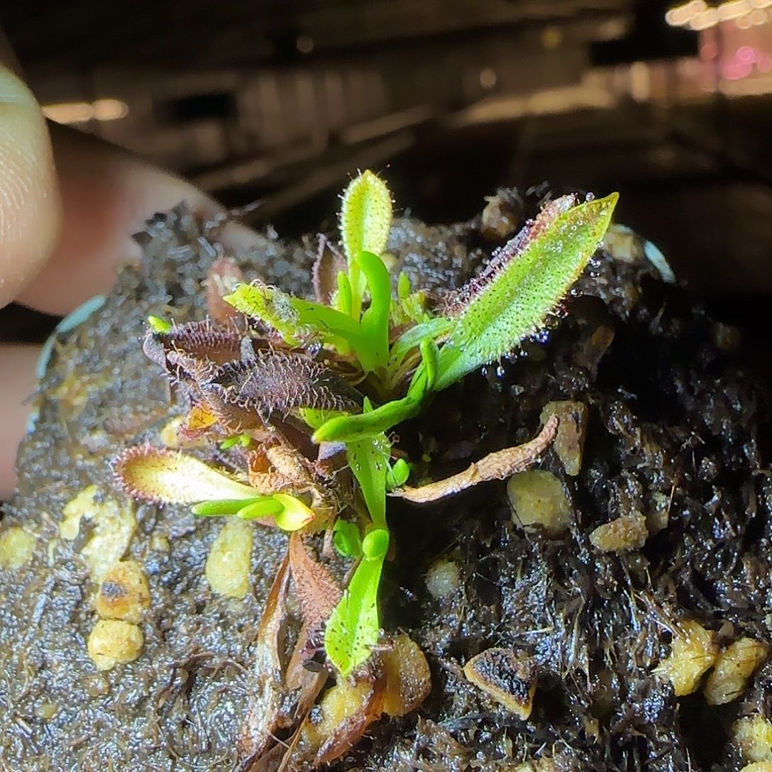 无花朵专拍茅膏菜