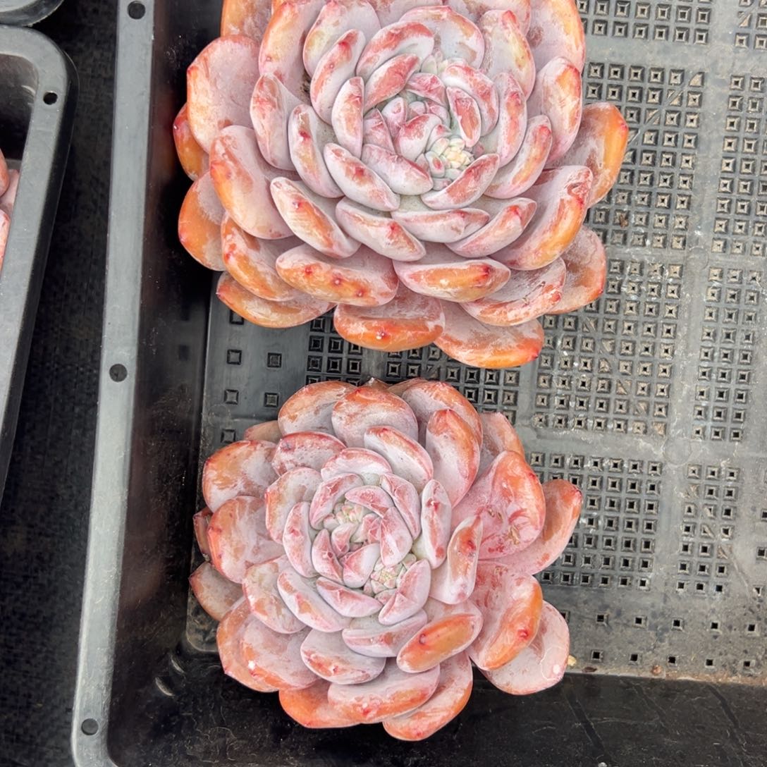 11-12厘米老庄橙梦露俩个处理00000000