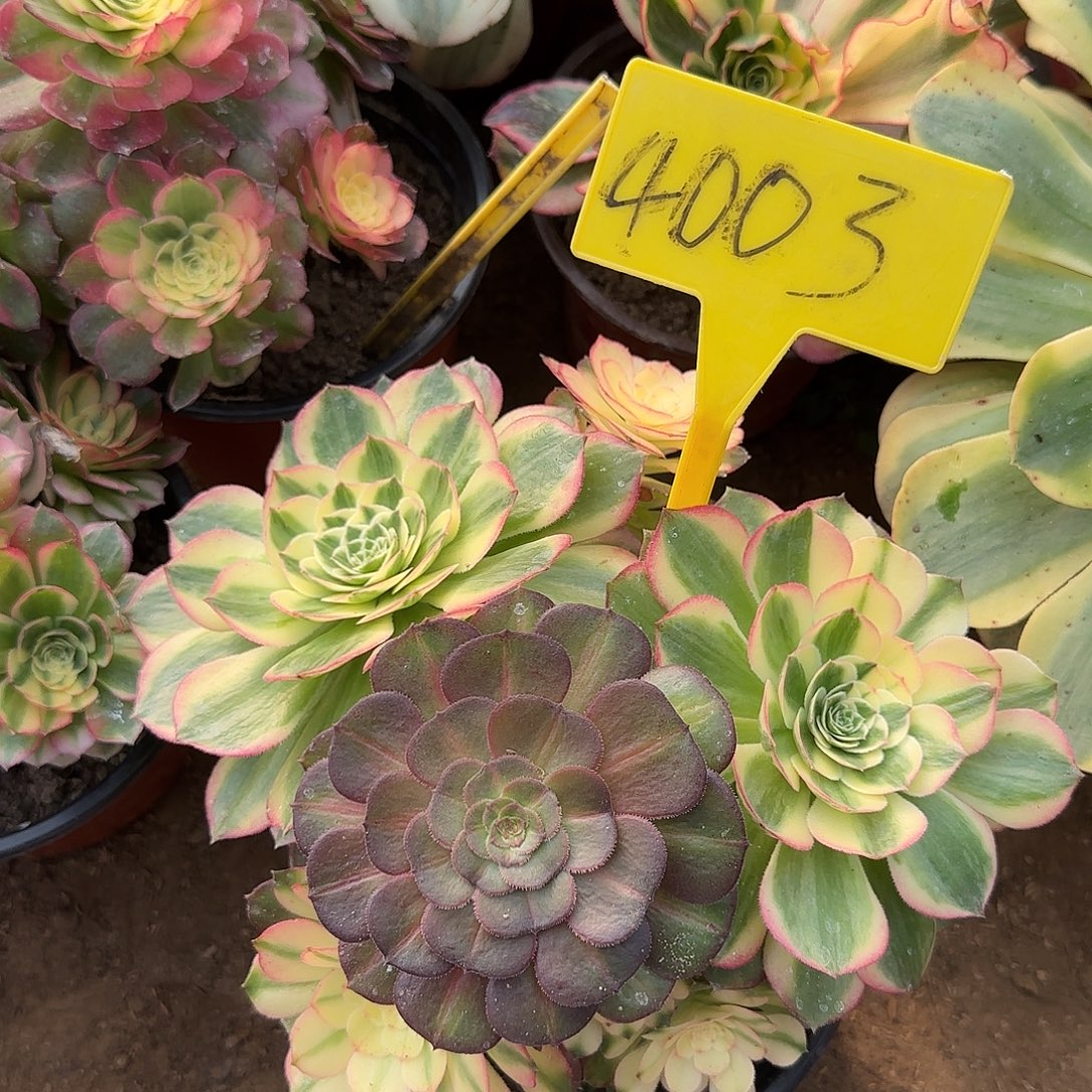 4003+-海王多肉植物