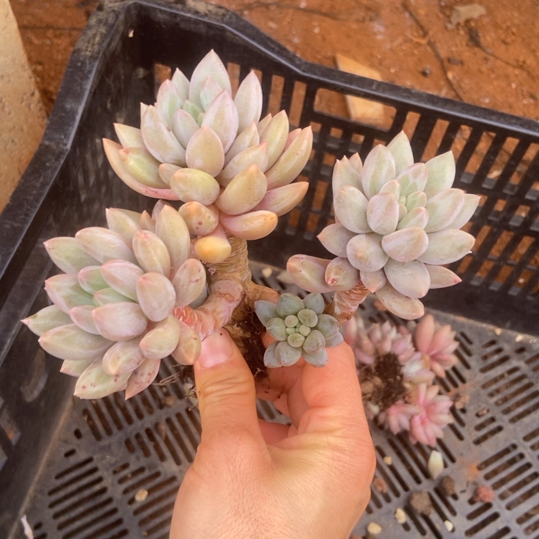 红蜻蜓多肉多肉多肉多