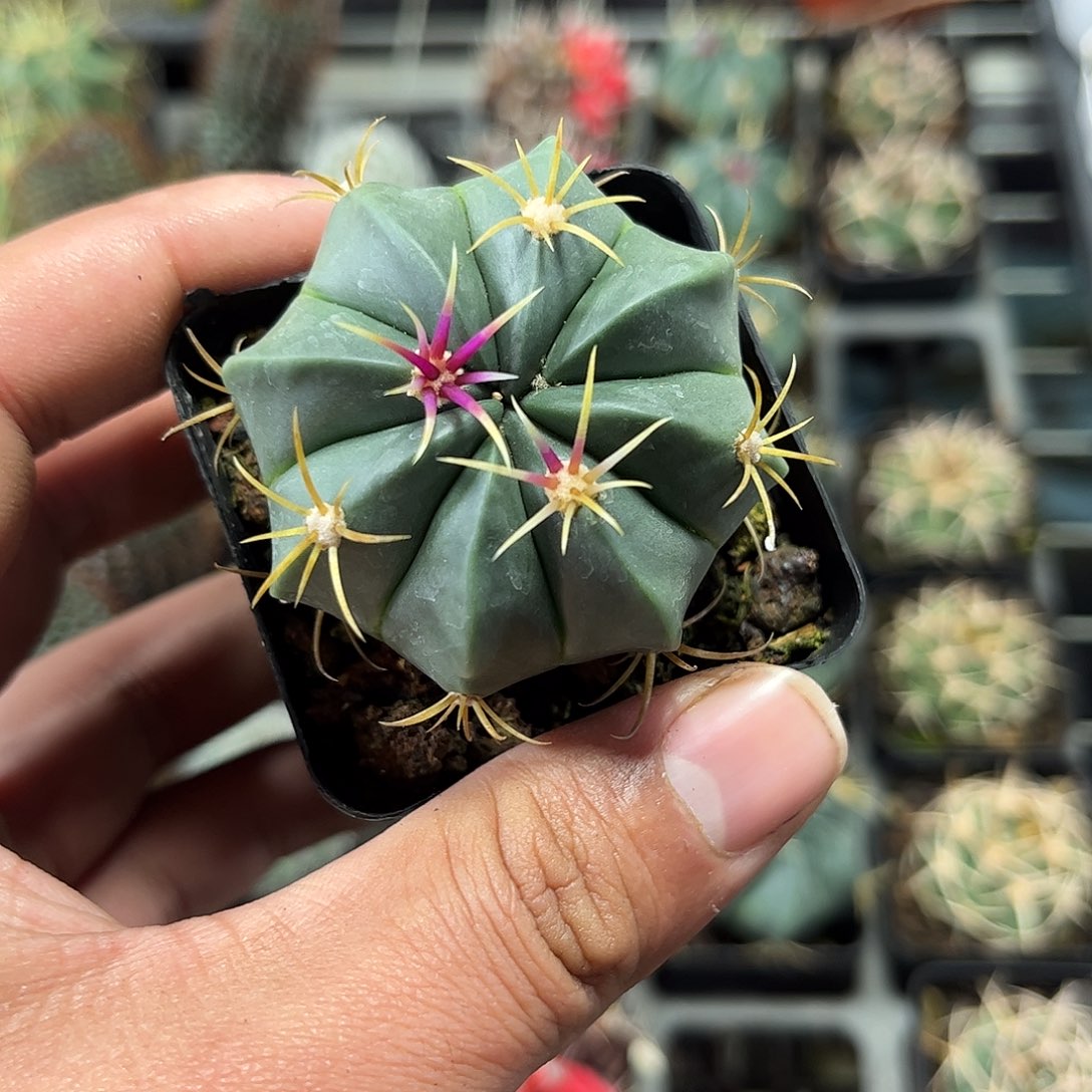 赤诚单头发货单头发