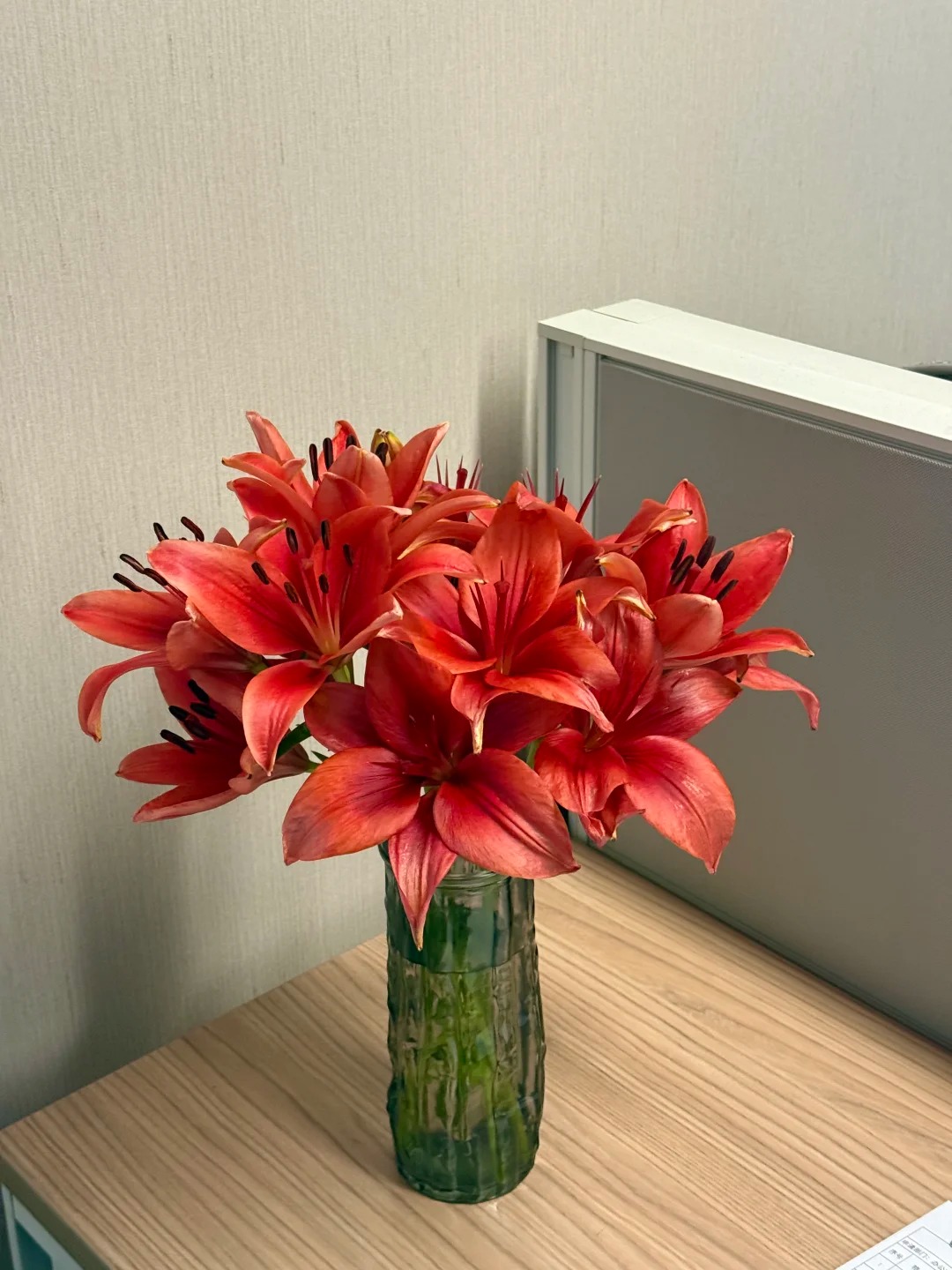 【红宝石亚百合】高品质亚百合 一单也包邮 发货后不支持退款