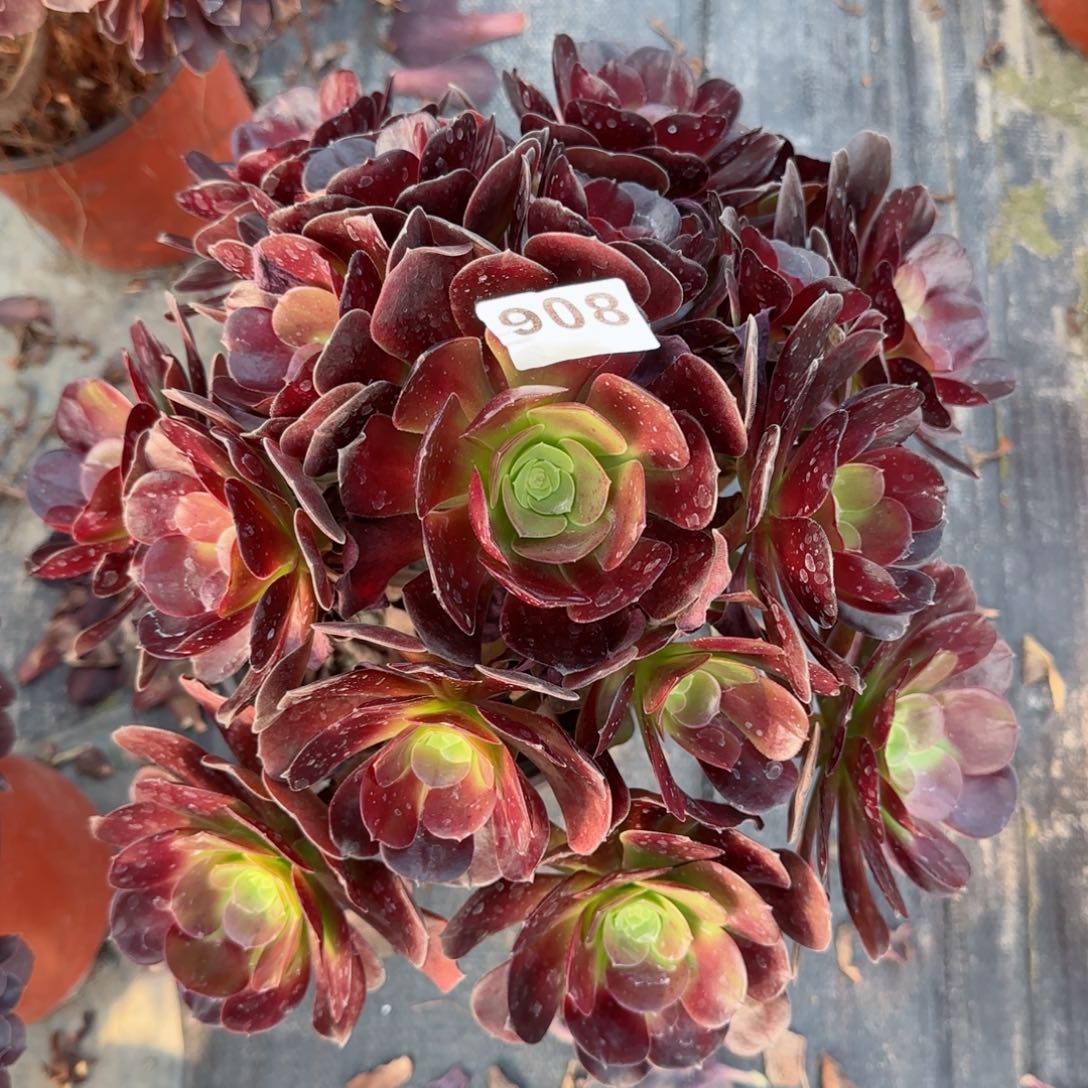 908多肉植物梅花