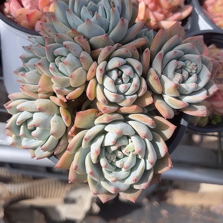 粉蓝鸟大群生多肉植物