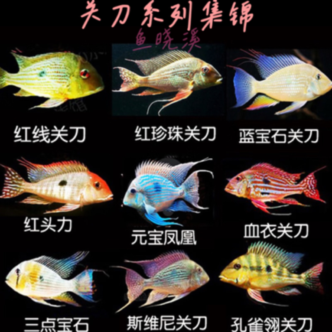 鲷科鱼(福临门)多条 专属链接