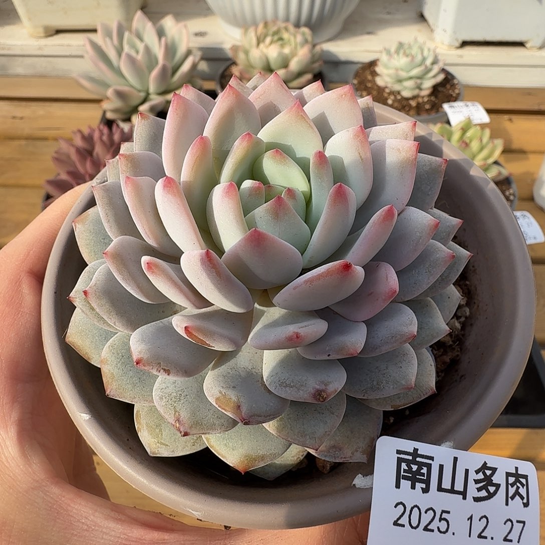 星星橙11111127-125