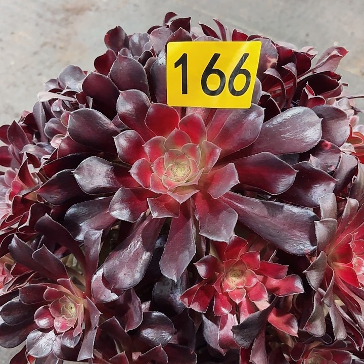 多肉植物红日166