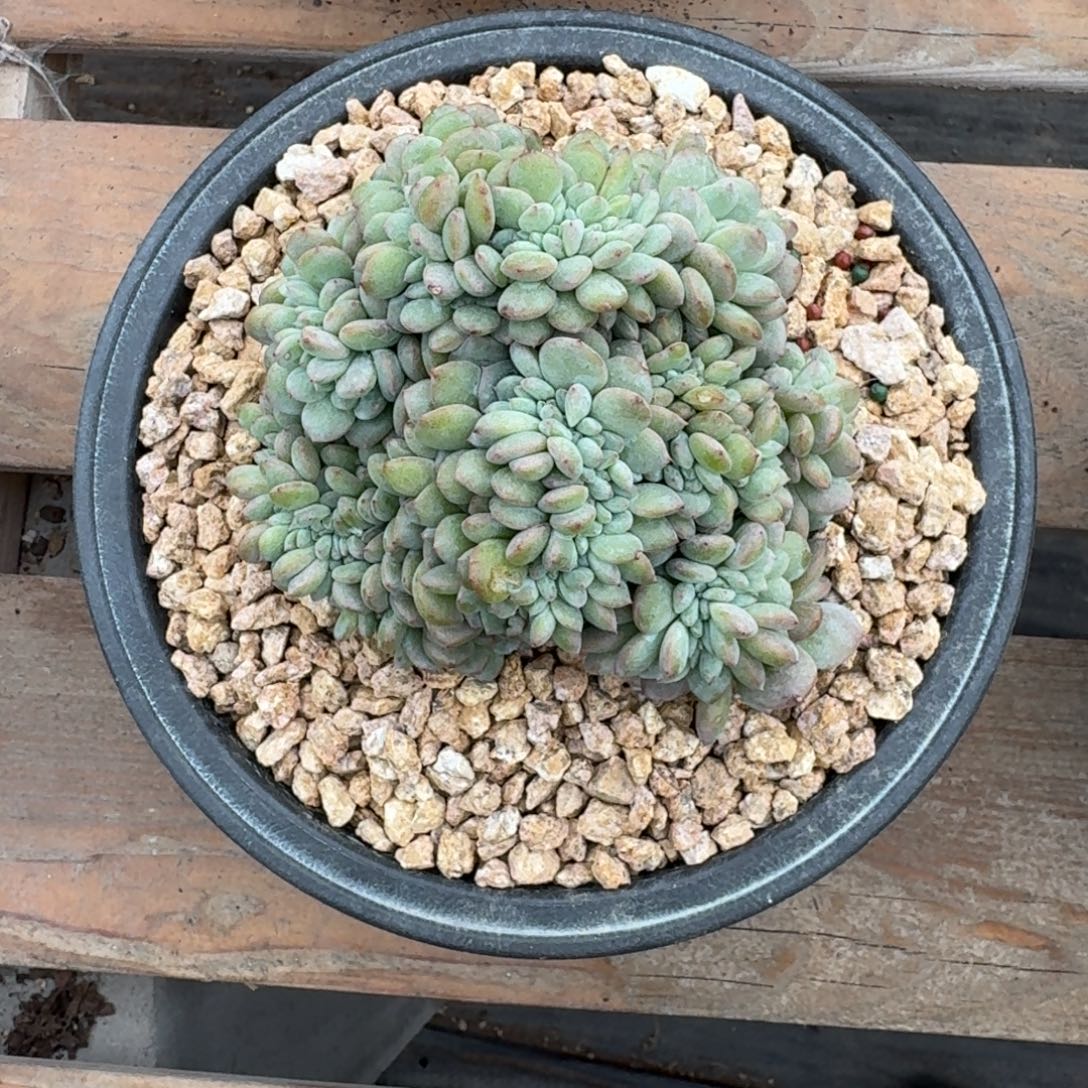 星影缀化盘龙缀化