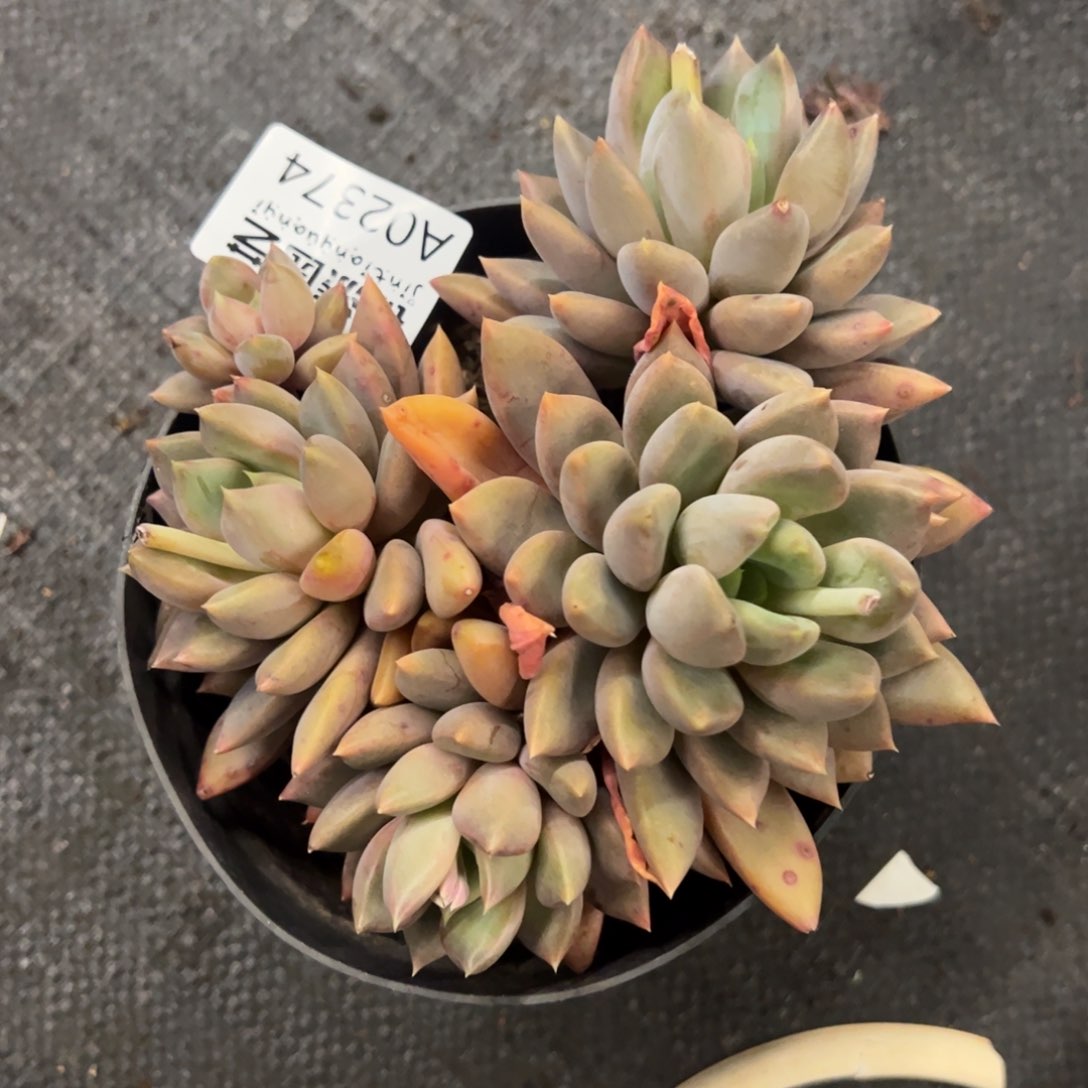 黄金象牙一物一拍2374