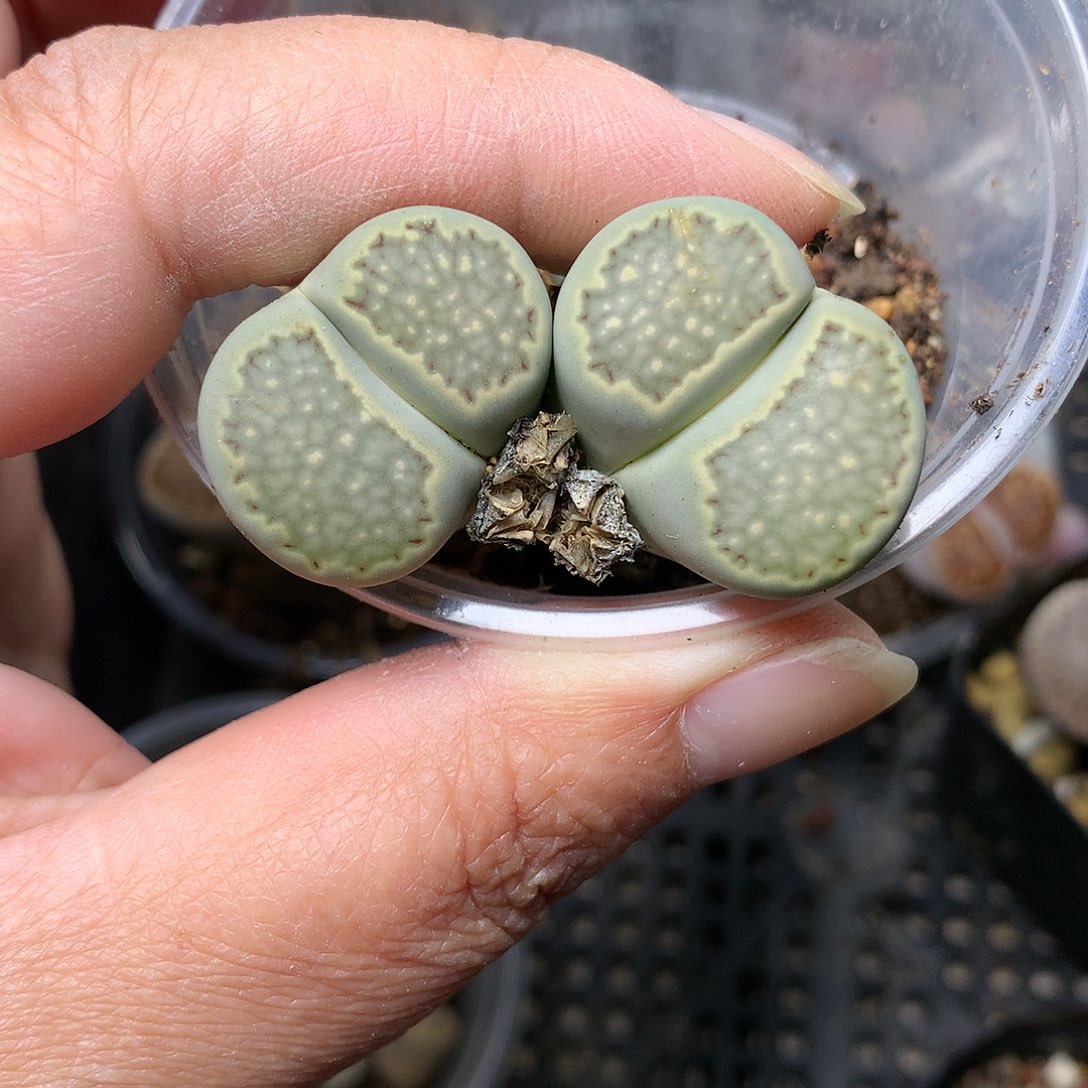 G483多肉植物保护研究所