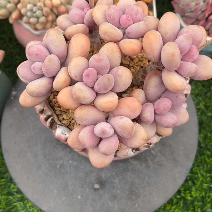 桃蛋多肉，一物一拍