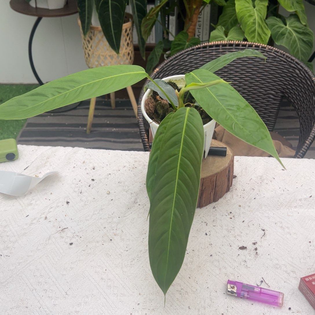 完全开放Ph蔓绿绒