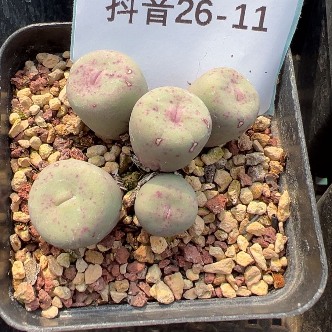 26-11肉锥多肉植物