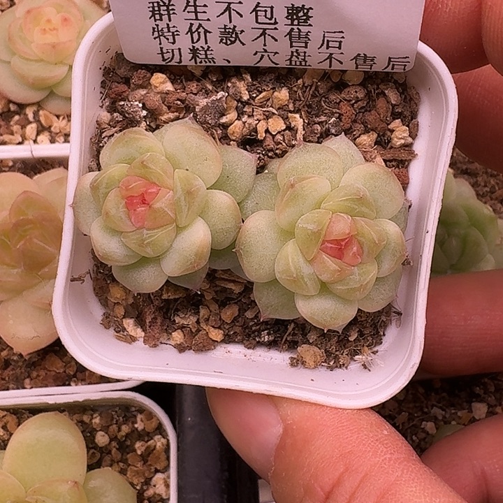 如图849白方麦芽珍妮108一颗